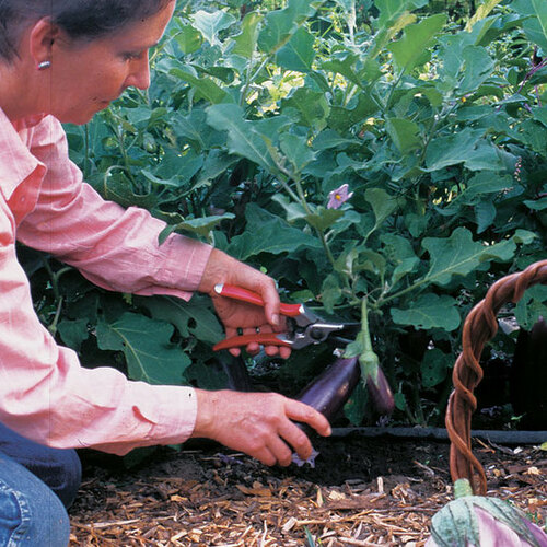 Growing Eggplants Successfully Fine Gardening