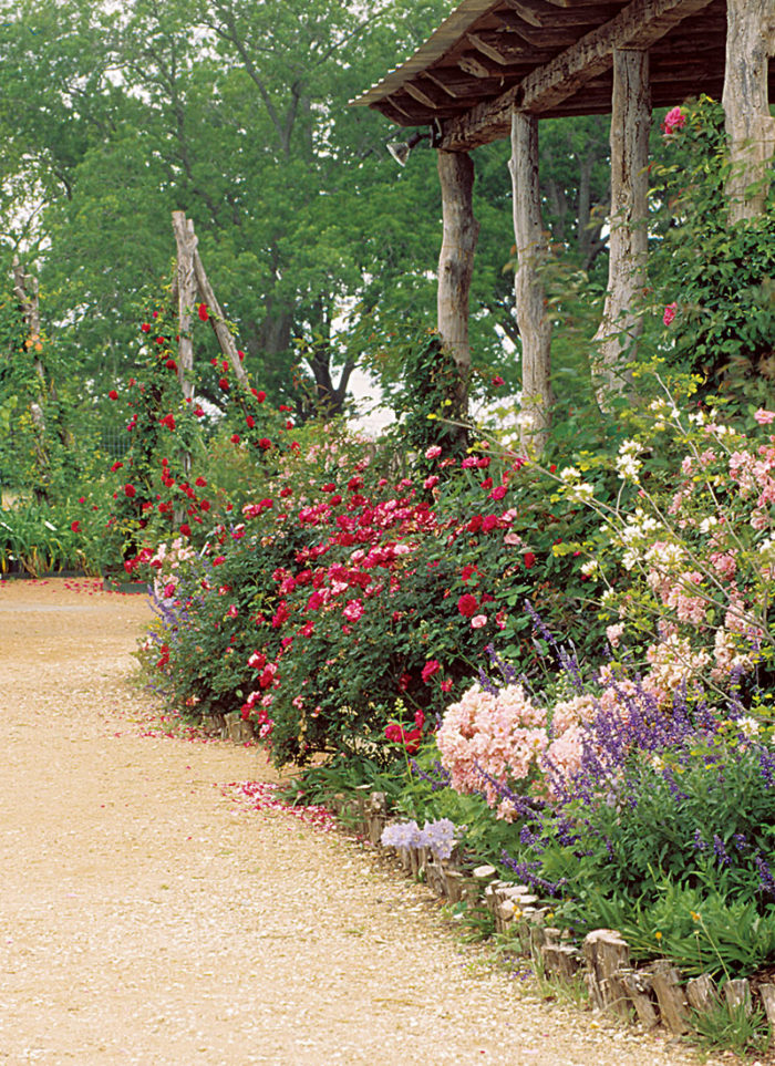 Landscaping With Antique Roses - Fine Gardening