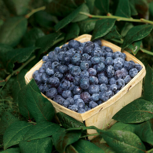 Growing Blueberries FineGardening