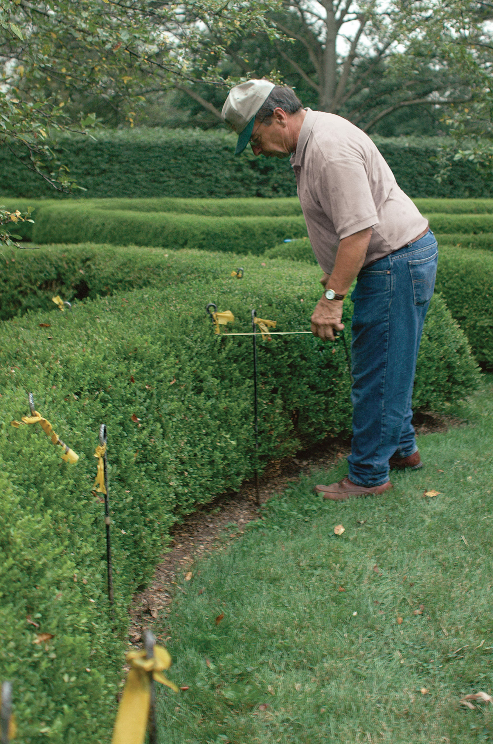 How to Trim a Formal Hedge Fine Gardening