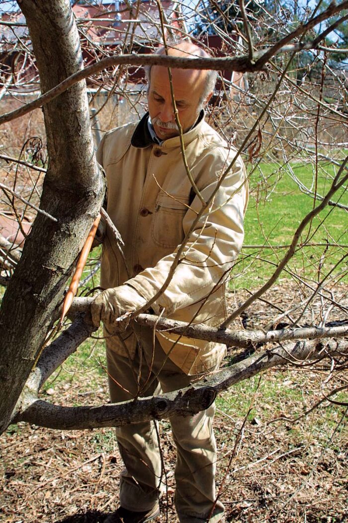 cutting tree branches that are problematic 