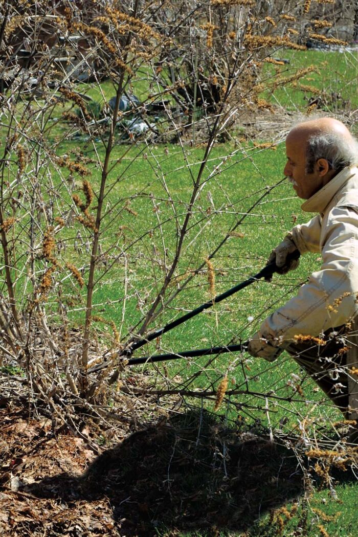 cutting butterfly bushes