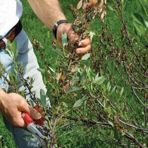 Cut dead and diseased branches