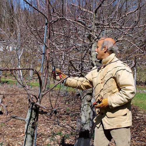 Maintenance Pruning Keeps Plants Healthy FineGardening