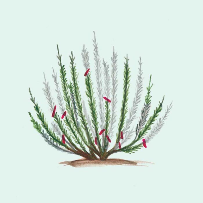 Cutting early bloomers