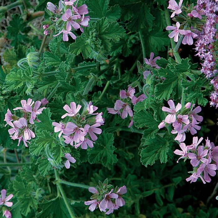 Scented geranium