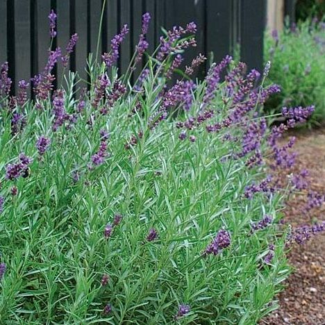 english lavender
