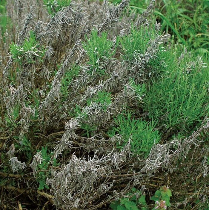 wait to see green before removing dead branches