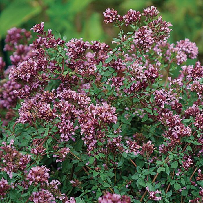 Ornamental oregano