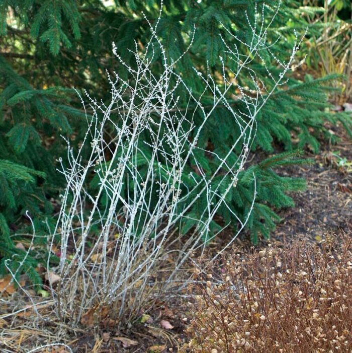 Prune late bloomers in spring before new growth appears