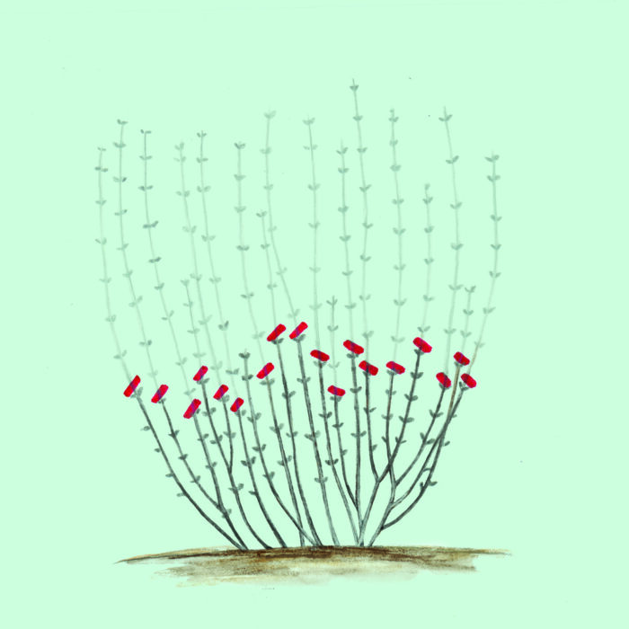 cutting illustration for late bloomers