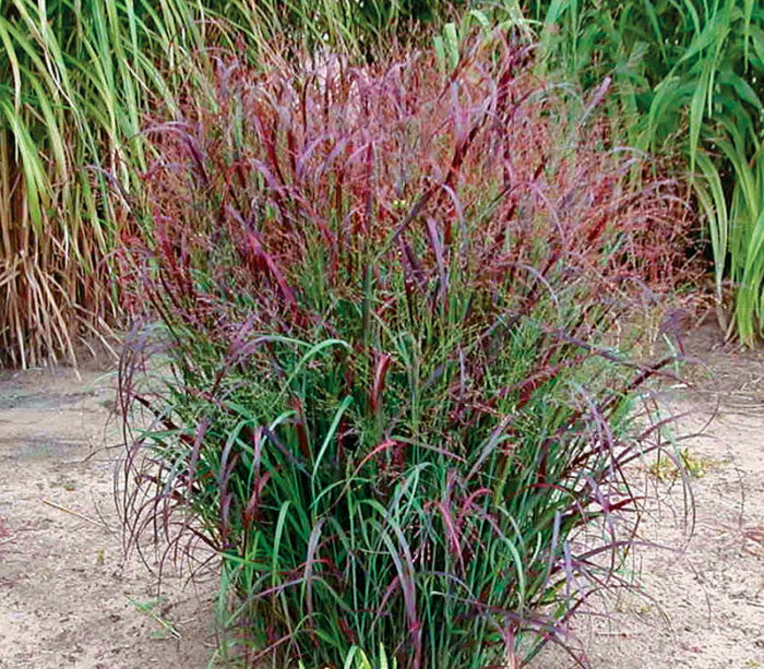 Native Grasses FineGardening