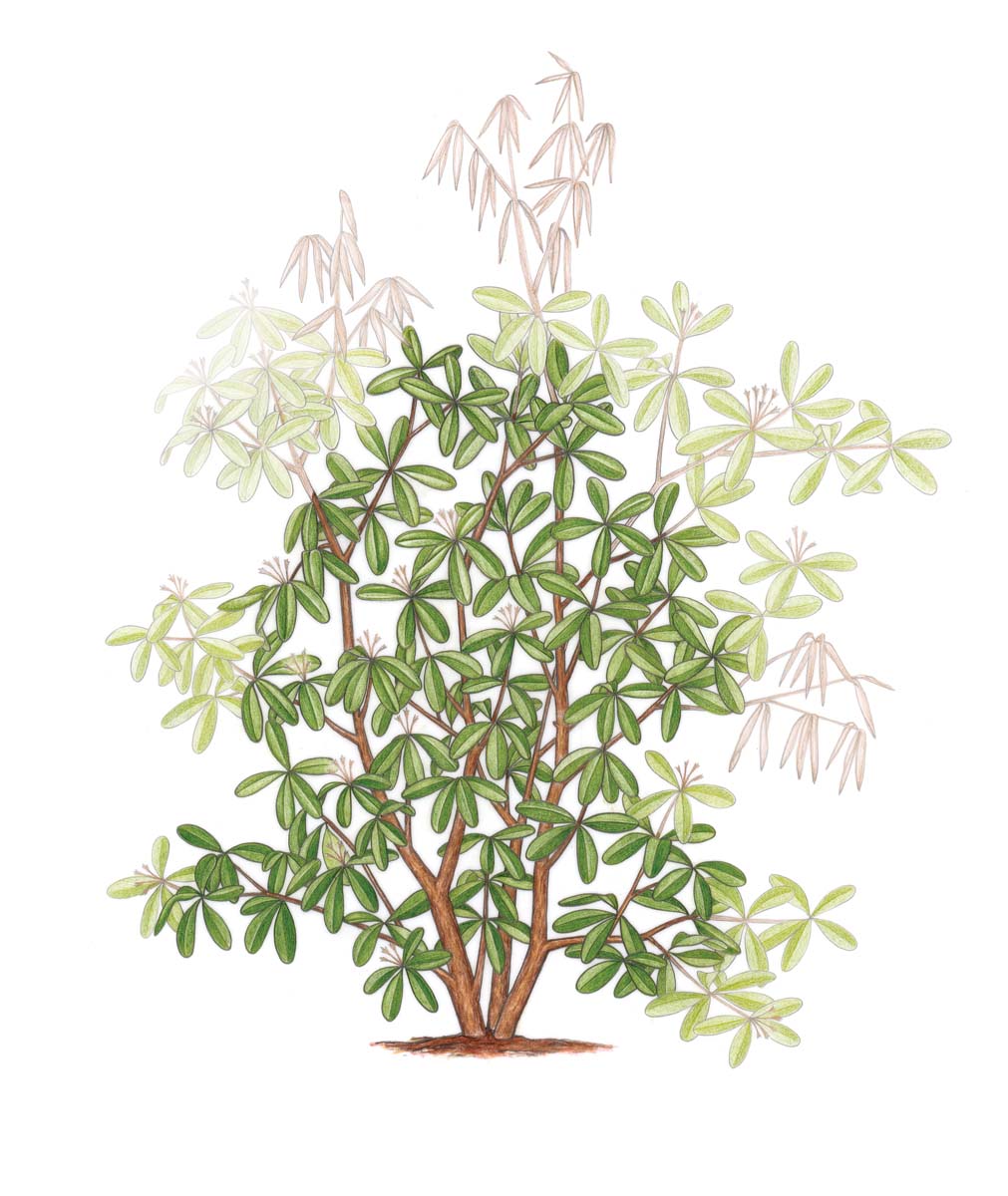 Shaping Rhododendron How to Prune Rhododendrons