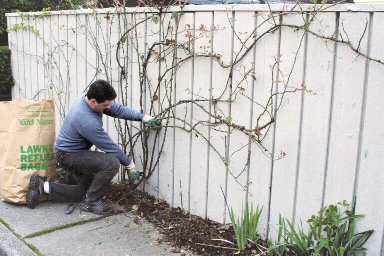 Pruning Climbing Roses FineGardening