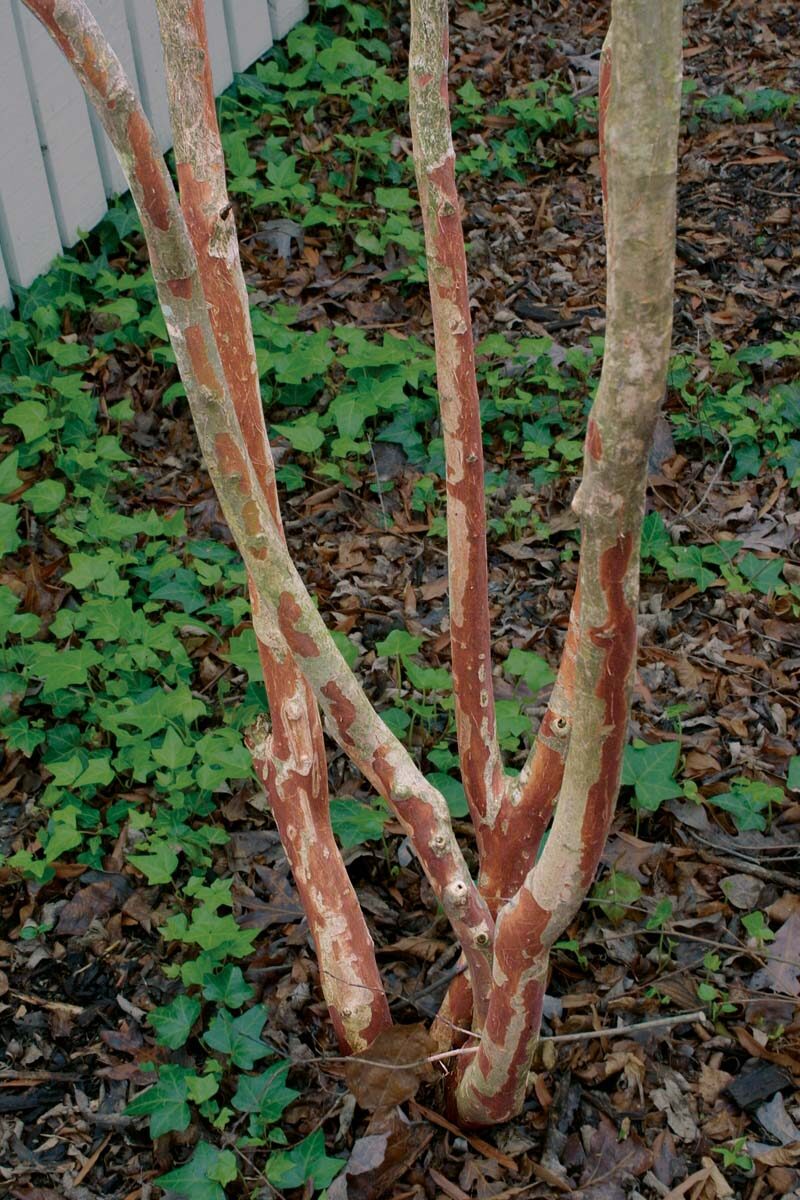 How to Prune Crape Myrtles