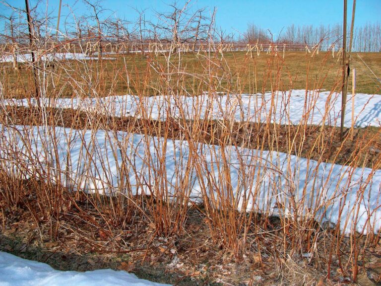 How to Prune Raspberries FineGardening