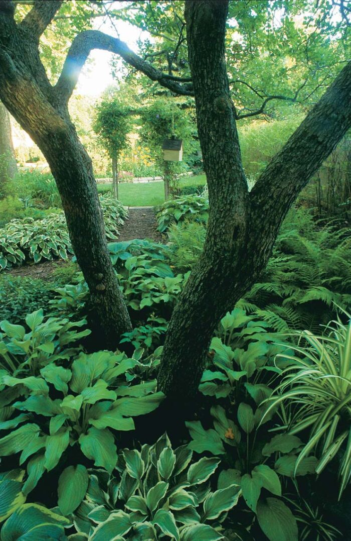 Planting a Mixed Sun and Shade Garden FineGardening
