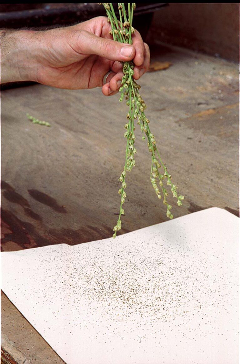 Starting Wildflowers From Seed FineGardening