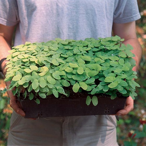 Starting Wildflowers From Seed FineGardening