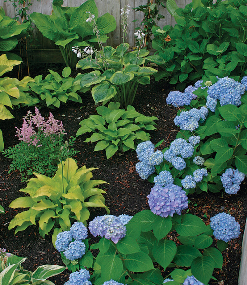 дать растениям место для роста