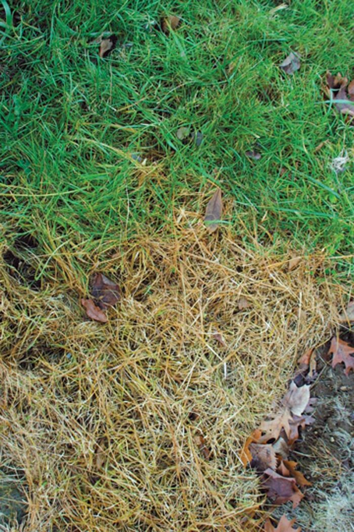 Some herbicides affect all plants, but others kill only grass, so choose wisely.