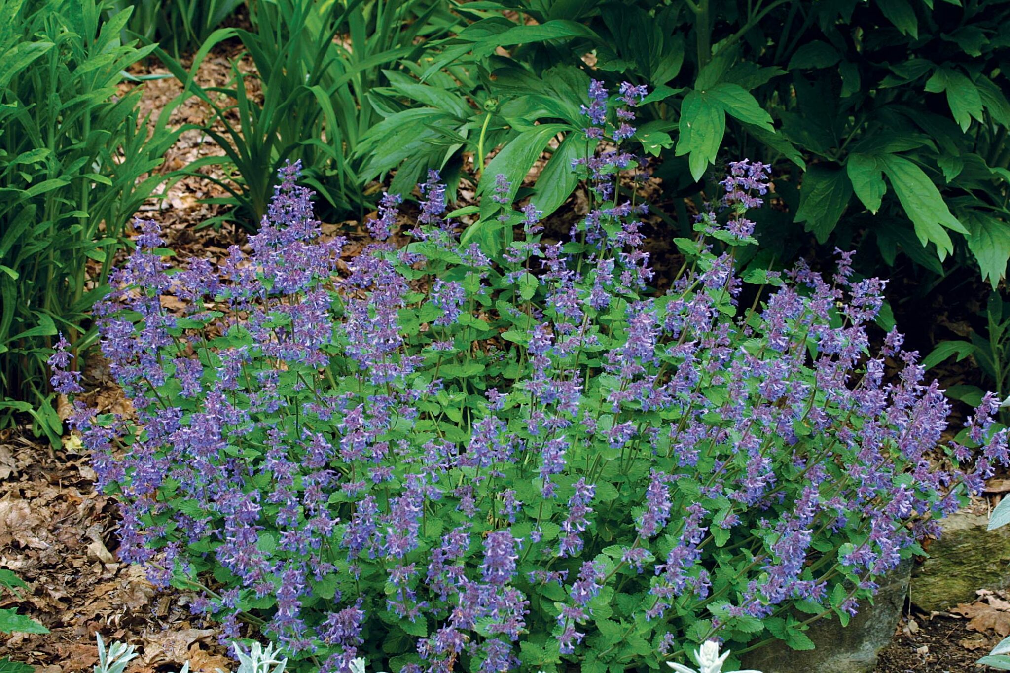 The Best Plants for Sunny Borders FineGardening