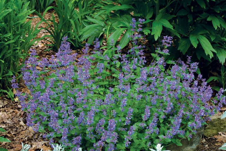 The Best Plants for Sunny Borders FineGardening