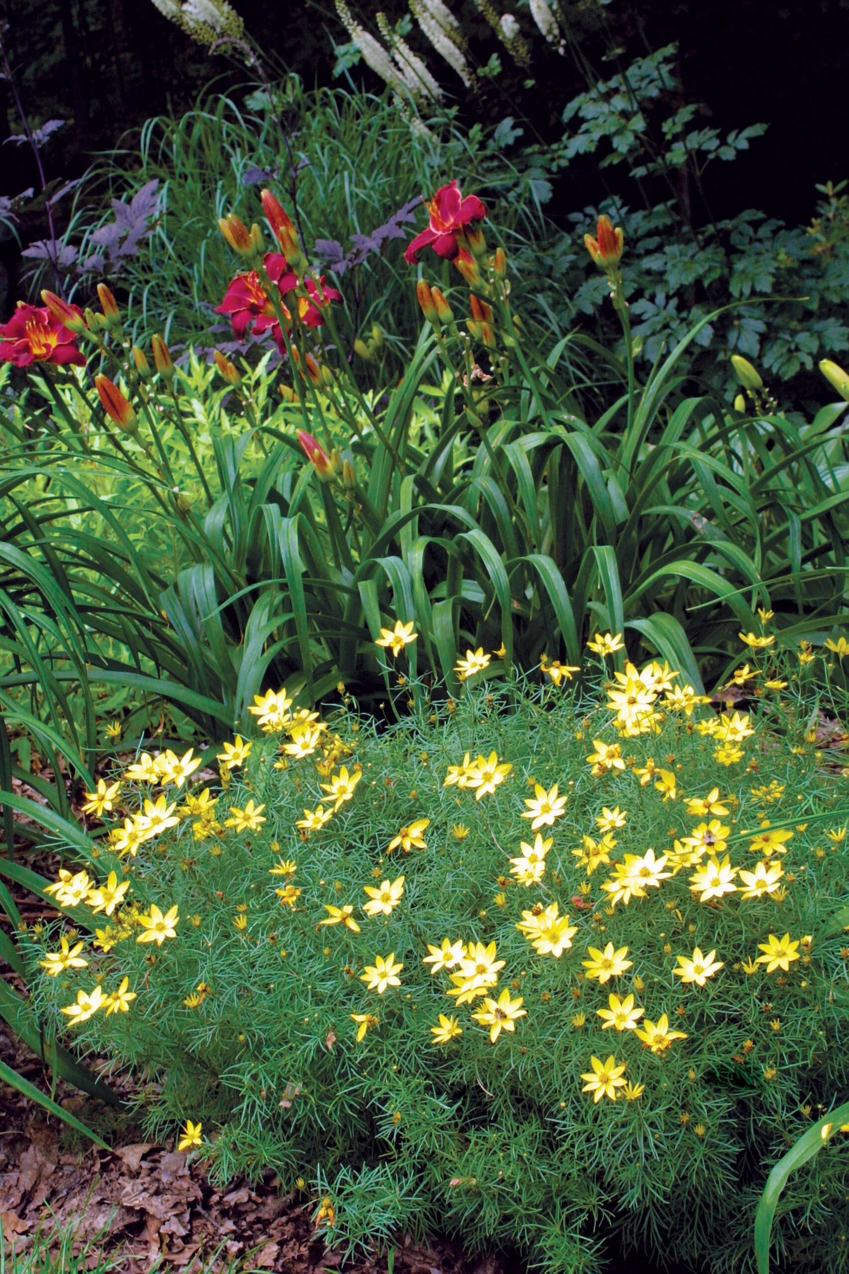 The Best Plants for Sunny Borders FineGardening