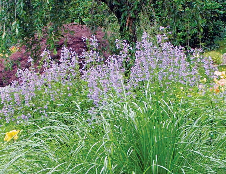 The Best Plants for Sunny Borders FineGardening