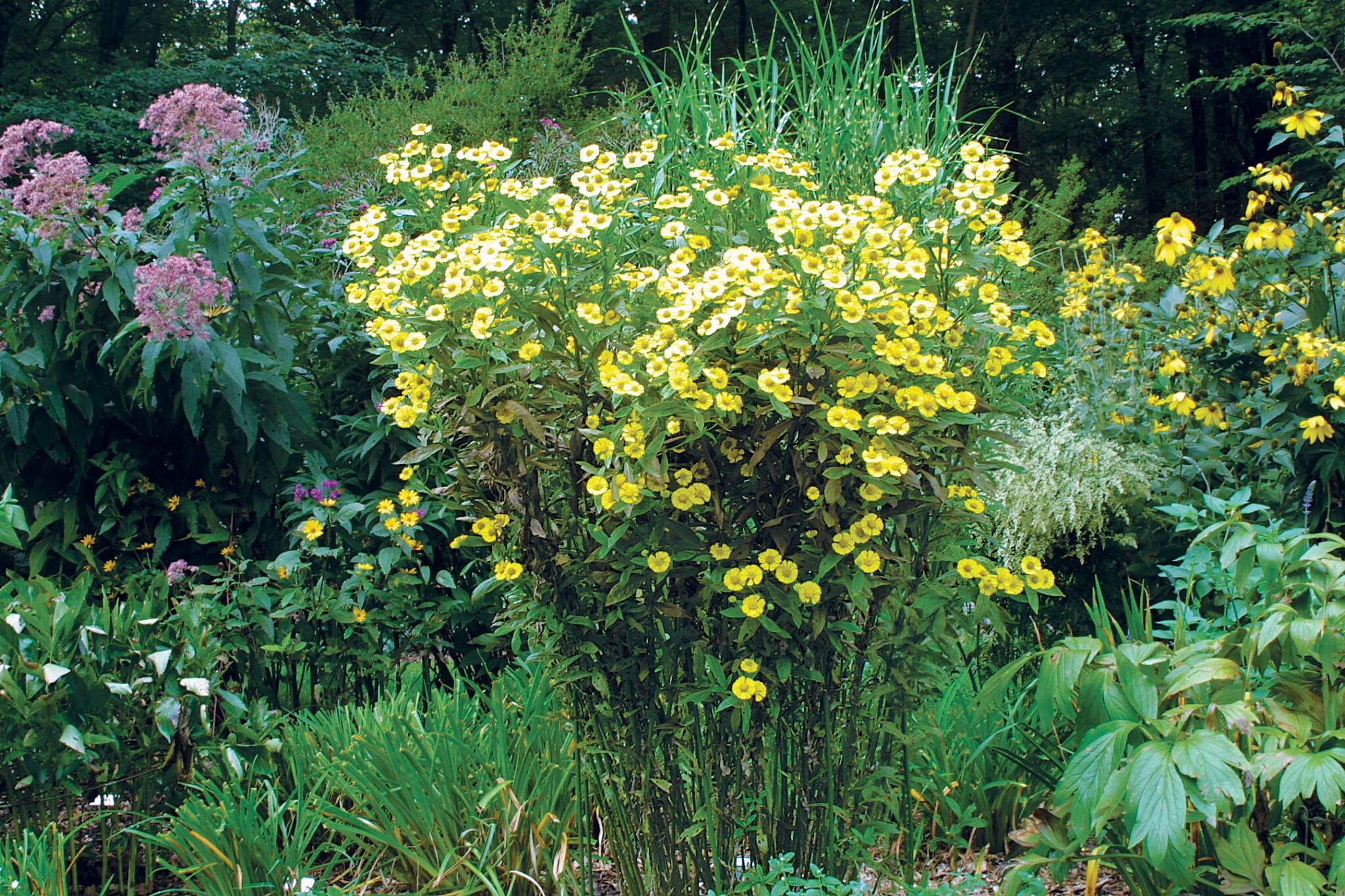The Best Plants for Sunny Borders FineGardening