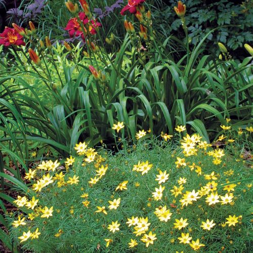 The Best Plants for Sunny Borders FineGardening