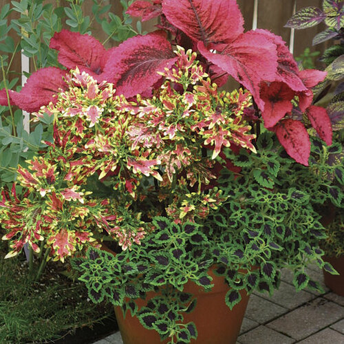 All About Growing Coleus FineGardening