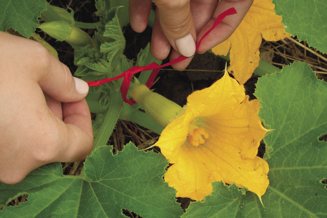 Ways to Improve Pollination in the Veggie Garden