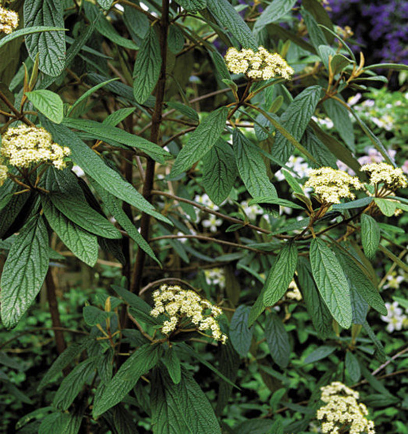 Plants for Property Lines Fine Gardening