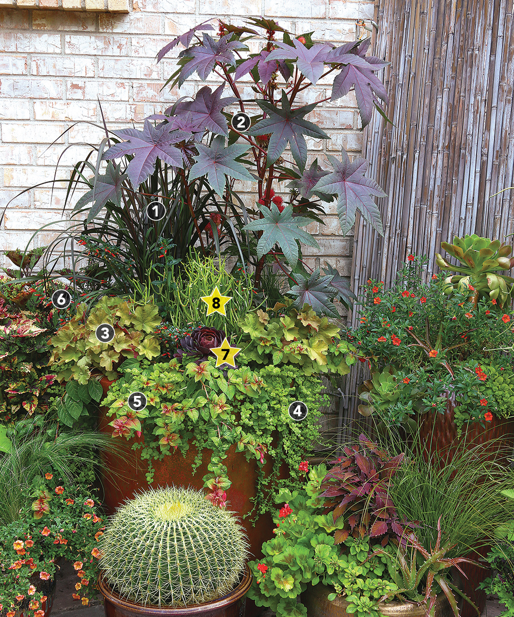 Expert Container Designs: How to Combine Plants with Different 