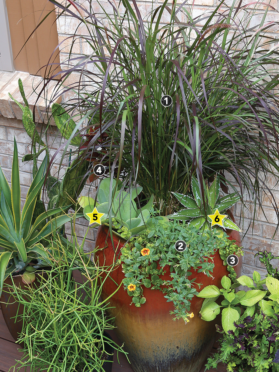 Expert Container Designs: How to Combine Plants with Different 