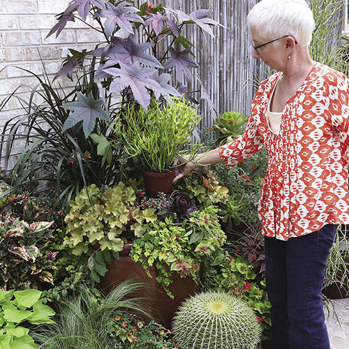 Expert Container Designs How to Combine Plants with Different Needs