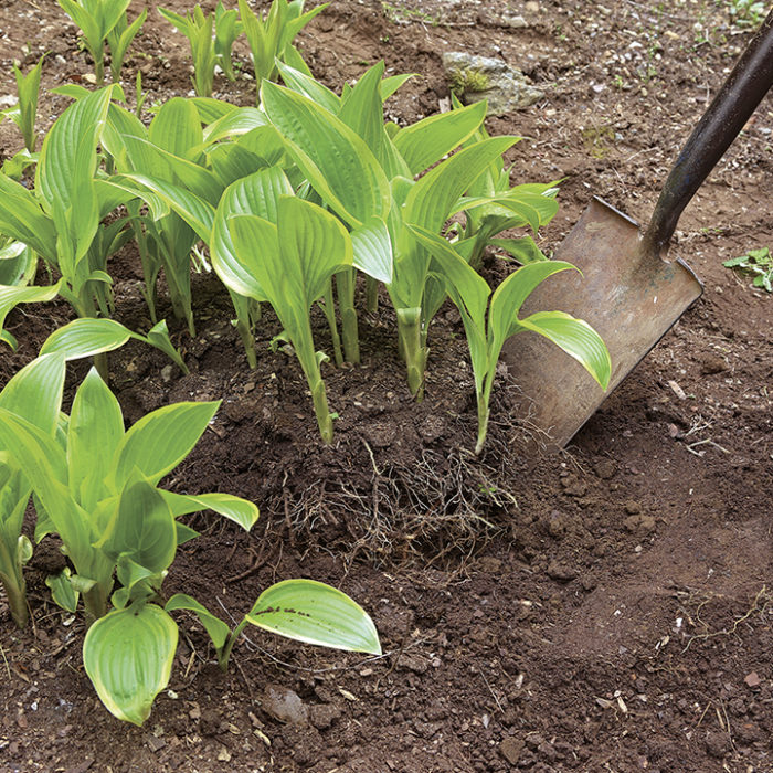 The Best of the Best Hostas FineGardening