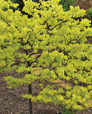 The Rising Sun Redbud