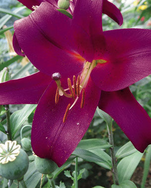 Musassi Lily