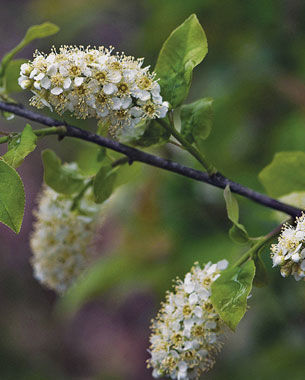 Sucker Punch Chokecherry