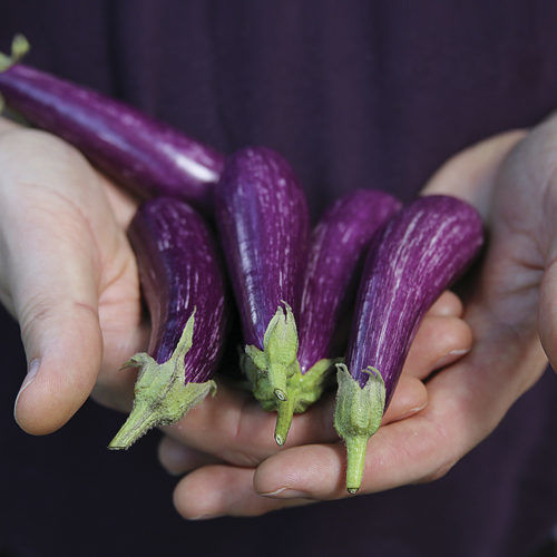 Miniature Fruits and Veggies That Tout Big Flavor - Fine Gardening