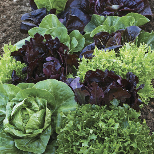 Have You Heard of Mini Head Lettuces? FineGardening