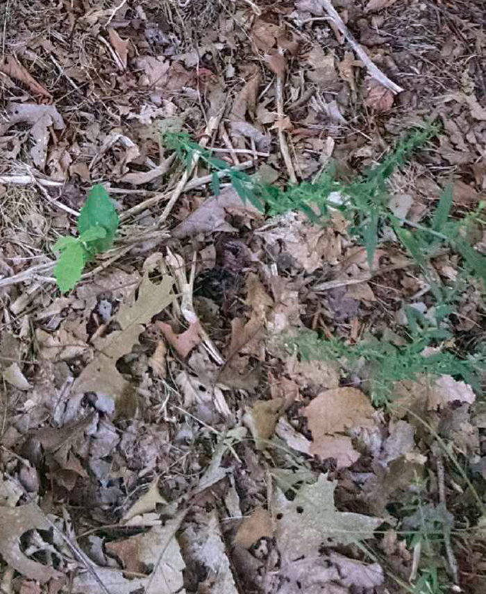 How to Get Rid of Voles in the Garden FineGardening