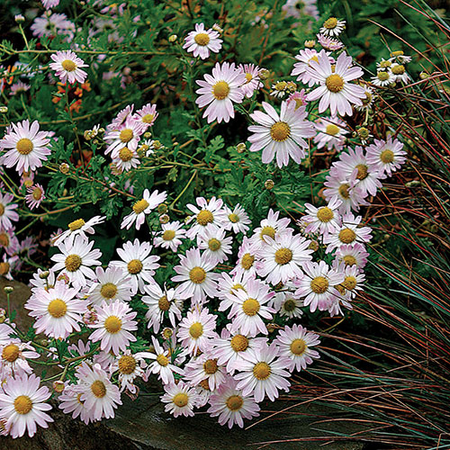 Going Gracefully Into Winter FineGardening