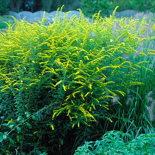 Solidago - FineGardening