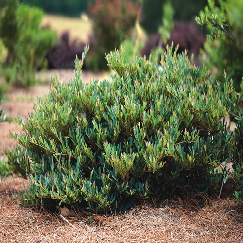 Cinnamon Girl™ distylium FineGardening