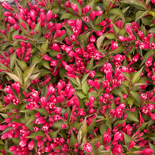 Little Ragu™ Sweet Bay FineGardening