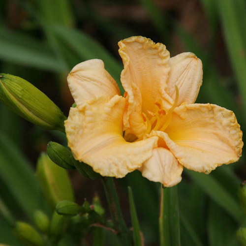 'Autumn Minaret' daylily Fine Gardening