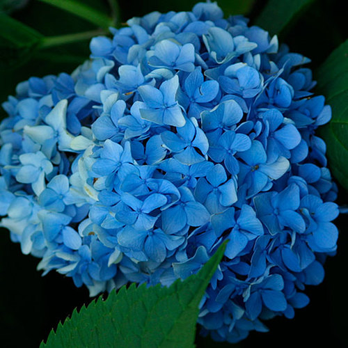 'Nikko Blue' bigleaf hydrangea FineGardening